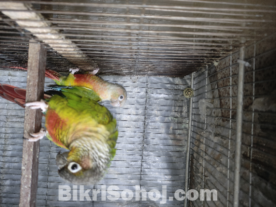 Cunor full adult pair